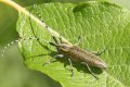 Beetles: Agapanthia villosoviridescens